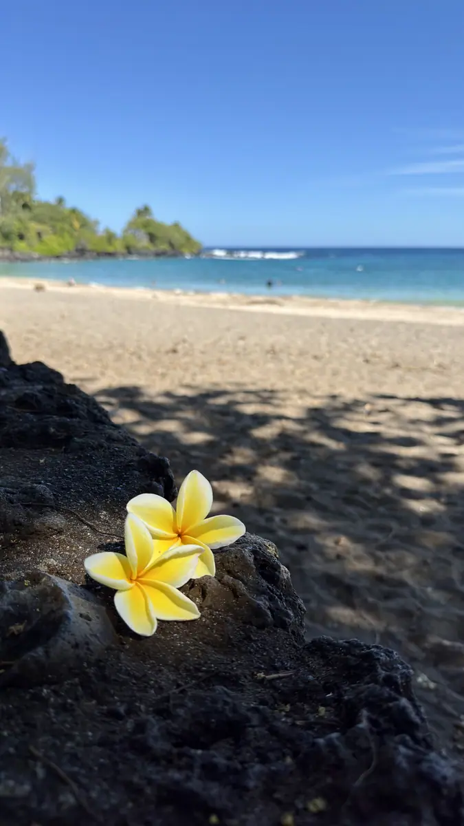 A plumeria blossom resting on black sand