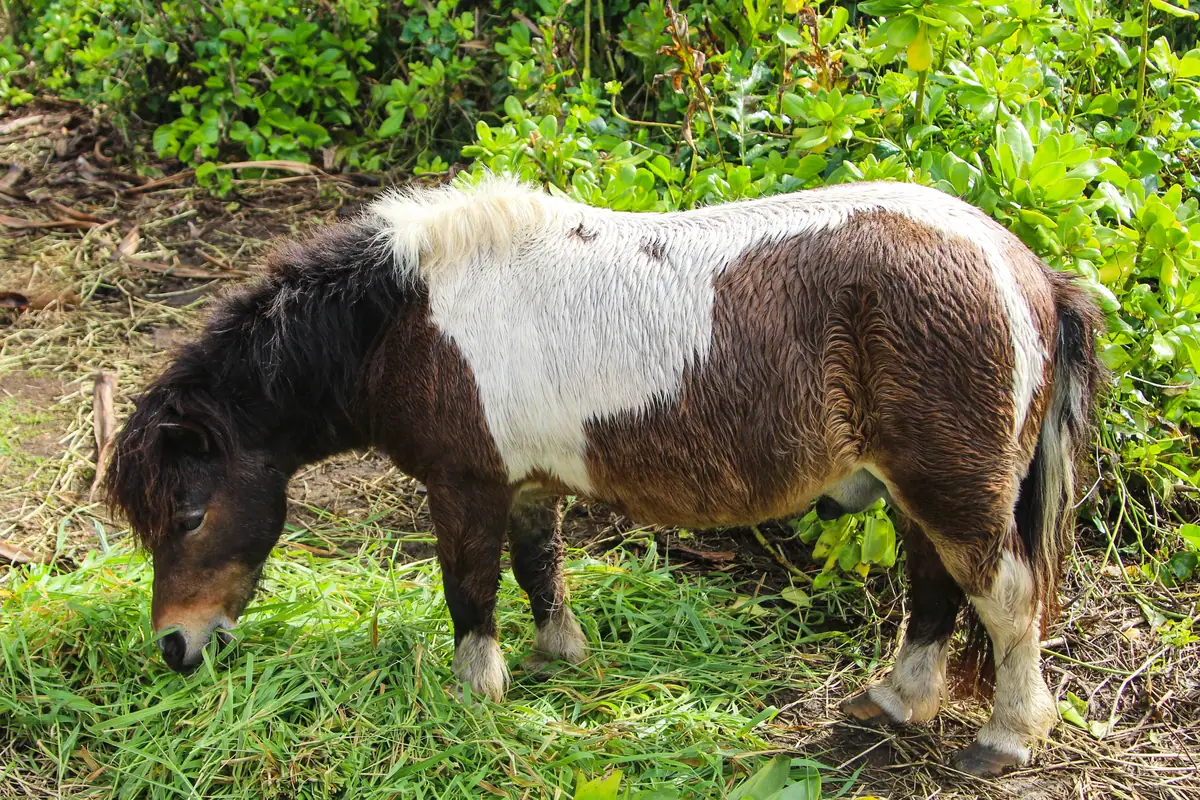 A pony grazing in a roadside pasture on the Road to Hana