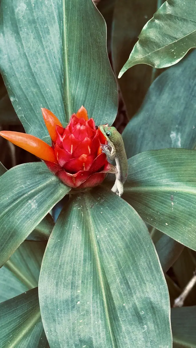 A red ginger flower in the rainforest