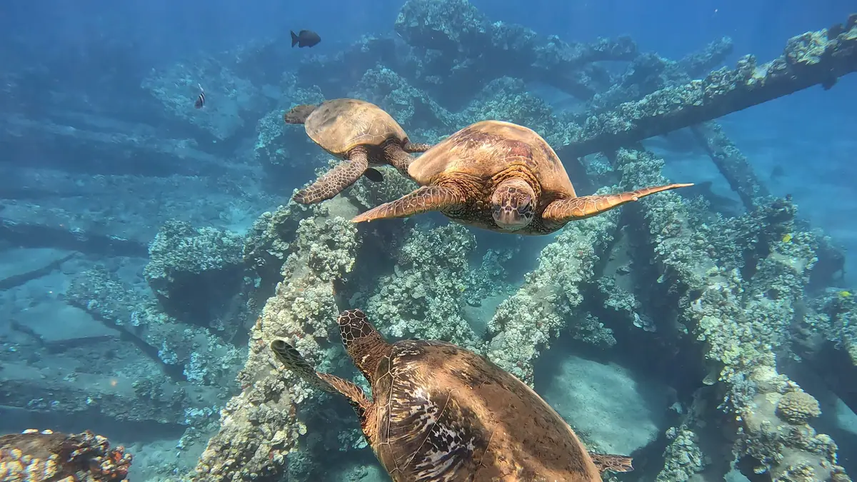 Two green sea turtles resting on a submerged wreck